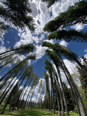 Lush green park filled with tall trees bent under a bright blue sky, showcasing a serene landscape on a sunny day with a few white clouds.の素材