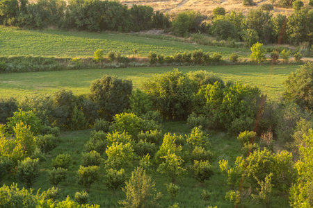 Vibrant greenery from various trees and fields stretches across a tranquil rural area, illuminated...