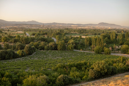 A serene landscape features lush green vineyards against a backdrop of rolling hills at sunset,...