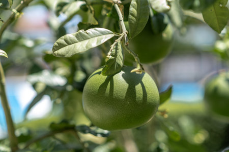 A vibrant green citrus fruit hangs from a tree surrounded by lush leaves in a sunny garden, reflecting the warmth of the late spring sunshine.の写真素材
