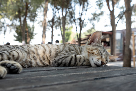 A striped cat enjoys a peaceful nap on a wooden table in an outdoor location filled with trees, with sunlight filtering through leaves.の写真素材
