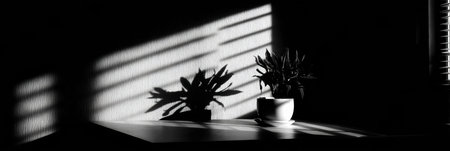 Bright sunlight casts intricate shadows of a potted plant on a wooden table, showing the contrast between light and dark in a warm indoor environment.の素材