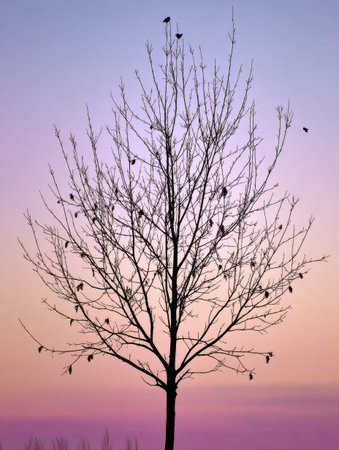 A barren tree stands tall against a colorful sunset sky, its branches hosting several birds as twilight descends, creating a serene atmosphere.の素材