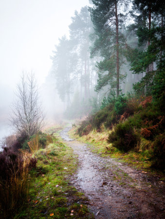 A winding path covered in damp earth and grass leads along the edge of a tranquil lake shrouded in morning mist and framed by tall trees.の素材