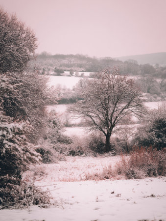 A peaceful winter landscape shows snow-laden trees and rolling hills under a soft pink sky during dusk. Tranquility fills the scene.の素材