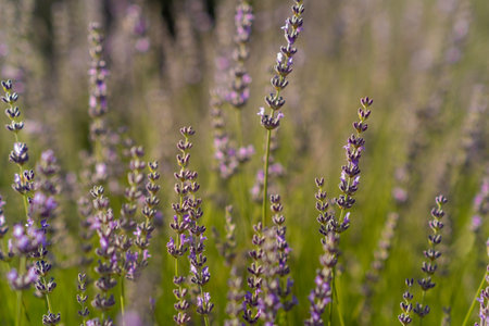 Discover the beauty of lavender blossoms in a lush field during the golden hour, as the soft light accentuates their purple hues against a green backdrop.の写真素材