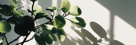 Sunlight illuminates a green plant with round leaves, creating beautiful shadows on a white wall in the morning.の素材