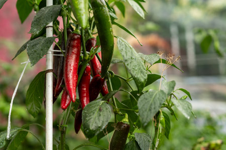 Chili peppers in various stages of ripeness hang from lush green plants in a garden setting,...