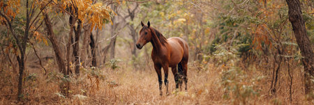 A brown horse stands elegantly amid vibrant autumn foliage, surrounded by trees in a peaceful forest during a calm afternoon.の素材