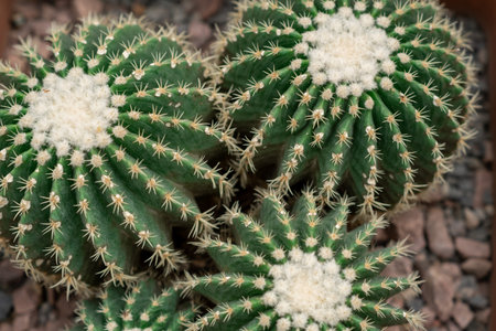 Three green cacti with white spines are arranged in a decorative pot filled with pebbles, showing a natural setting under daylight conditions.の写真素材