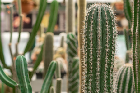 Several cacti are growing in a greenhouse, each displaying different shapes and spines, surrounded by greenery and colorful pots, illuminated by natural light.の写真素材