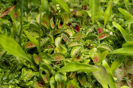 A dense cluster of carnivorous plants displaying remarkable leaf designs and rich green hues,...