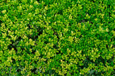 Vibrant green shrubs fill the garden space, showcasing healthy growth and radiant colors during a...