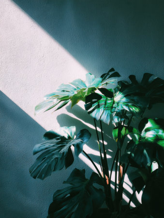 A monster vibrant plant stands in a softly lit corner, illuminated by sunlight casting shadows on the wall, creating a serene indoor atmosphere.の素材