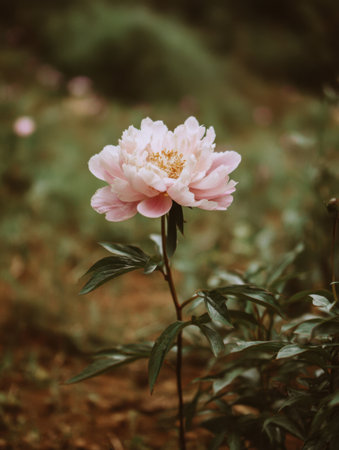 A vibrant pink peony stands tall in a verdant garden, bathed in soft sunlight. The delicate petals open wide, showing the beauty of spring.の素材