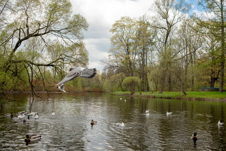 Birds can be seen gracefully flying above and swimming in a peaceful lake surrounded by green trees on a cloudy day, evoking tranquility and natures beauty.の写真素材