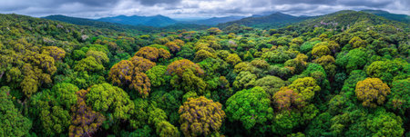 Lush forest with a variety of green and golden leaves stretches across the landscape under a dynamic cloudy sky, illustrating natures seasonal shift.の素材