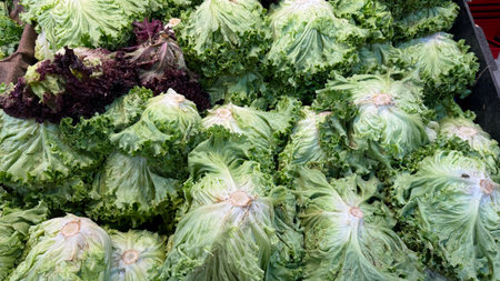 Bright green and red lettuce heads arranged neatly at a local market, inviting shoppers to select...