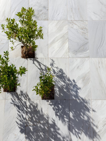 Lush green plants placed in a marble tiled area create beautiful shadows under the sunlight during daytime.の素材