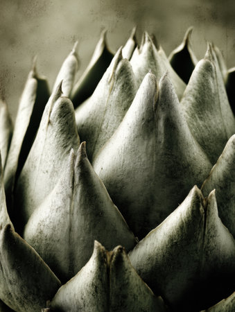 Intricate artichoke details showcase its natural beauty in muted colors and soft shadows.の素材