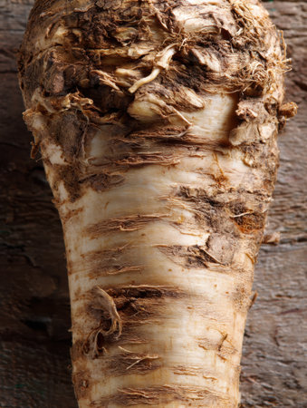 A detailed view shows the texture of a freshly harvested horseradish root, revealing its earthy and somewhat rough skin.の素材
