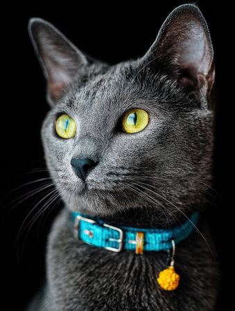 A stunning Russian blue cat gazes with bright yellow eyes, showing its elegant features and vibrant collar against a dark backdrop.の素材