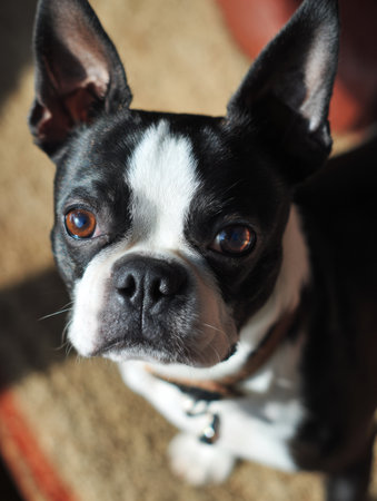 Boston terrier with bright, expressive eyes displays a playful emotion while sitting on a soft rug in a cozy setting.の素材