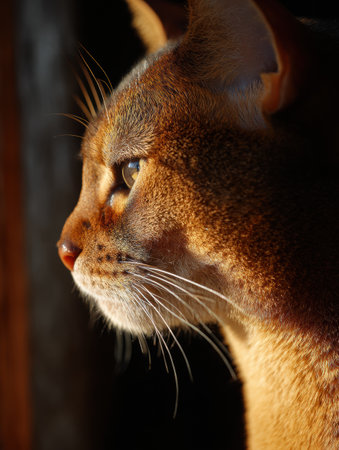 Sunlight highlights the rich golden fur of an Abyssinian cat as it sits in profile, enjoying a moment of serene contemplation by a window.の素材