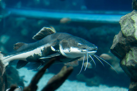 Large Catfish Swimming Gracefully in a Colorful Aquarium Environment With Rocks and Aquatic Plants During a Sunny Afternoonの写真素材