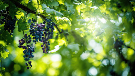 Clusters of ripe grapes dangle from vibrant green vines as sunlight filters through the leaves, creating a warm, inviting glow.の素材