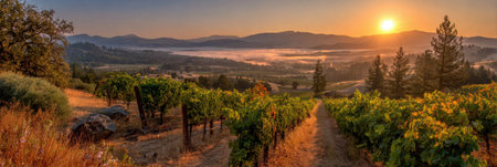 Golden light illuminates vineyard rows at sunrise, surrounded by soft fog and mountains, creating a serene atmosphere in the wine region.の素材