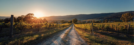 A dirt path winds through lush vineyards under a warm sunset, creating a tranquil atmosphere perfect for quiet moments and reflection.の素材