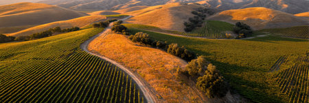 Vibrant vineyard fields span across rolling hills, illuminated by dramatic sunlight, showcasing a sustainable wine-growing environment.の素材