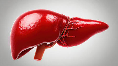Liver illustration displaying its anatomical features and blood vessels for educational use in anatomy and biology studiesの素材