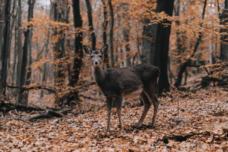 A deer stands quietly in a calm forest, surrounded by colorful autumn leaves on the ground, highlighting the beauty of nature.の素材