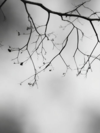 Soft-focus branches form a frame as a cloud dancer moves in the center. The composition highlights nature in a minimalistic way.の素材