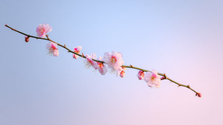 A branch of blooming plum flowers stretches out against a soft pastel sky, showing its natural beauty during springtime.の素材