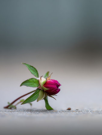 Fresh flower bud gently placed on neutral table while soft blur surrounds it. A simple focus on natures beauty in a calm setting.の素材