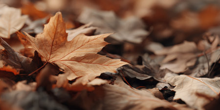 Fallen leaves cover the ground in a forest. Different shades of brown and orange show the colors of autumn. Nature displays its seasonal changes.の素材