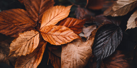 Fallen autumn leaves cover the ground in shades of brown and orange, marking the end of the fall season in a natural outdoor space.の素材