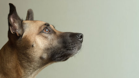 A healthy dog gazes with trust, providing a warm and inviting feel for those seeking high-quality nutrition for their pets.の素材