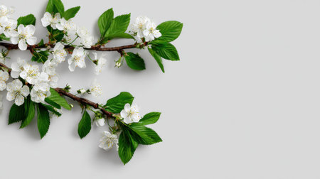 A branch with white flowers and green leaves is placed on a light background, highlighting the details of springtime flora.の素材
