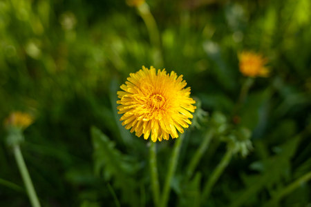 A vibrant yellow dandelion stands tall among lush green grass under the warm afternoon sun, showcasing its intricate petals and natural beauty.の写真素材