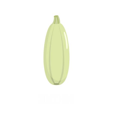 Flat illustration of zucchini vector icon isolated on white background.のイラスト素材