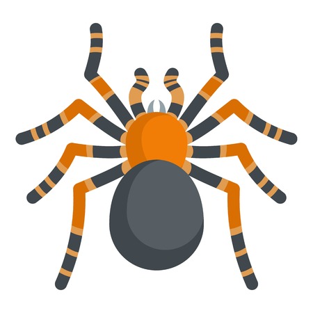 Tarantula icon. Cartoon illustration of tarantula vector icon for webのイラスト素材