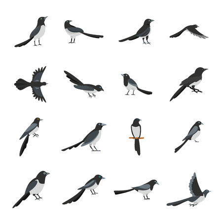 Magpie crow bird icons set. Flat illustration of 16 magpie crow bird vector icons for webのイラスト素材