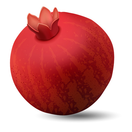 Pomegranate icon. Realistic illustration of pomegranate vector icon for web design isolated on white backgroundのイラスト素材