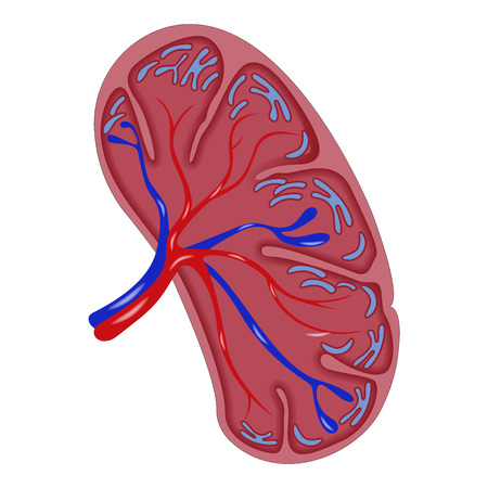Half cut spleen icon, realistic styleの写真素材
