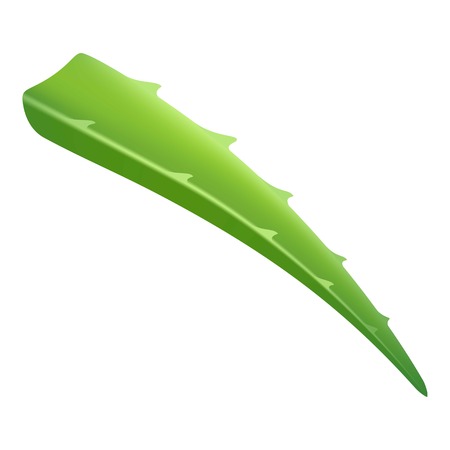 Aloe vera leaf icon, realistic styleのイラスト素材