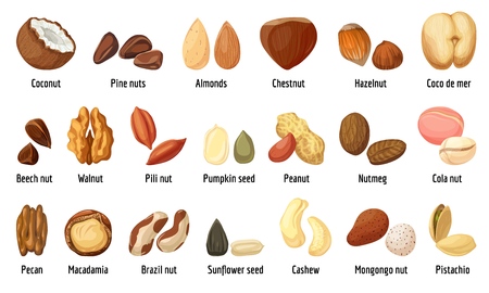Nut icons set. Cartoon set of nut vector icons for web designのイラスト素材